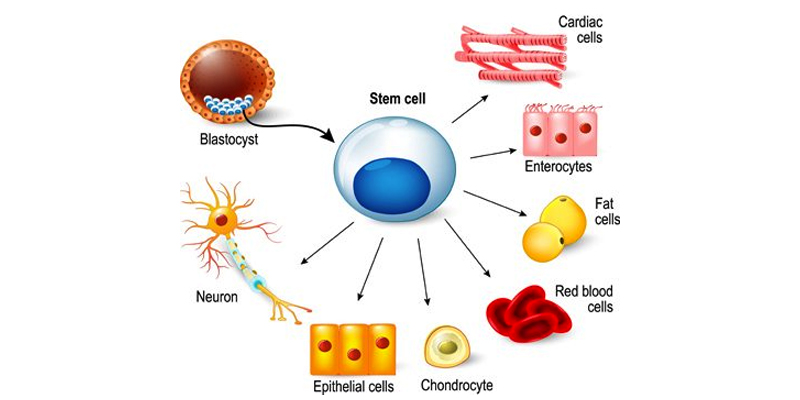 Orthobiologics in Orthopaedics stem cell treatment in bone muscle and cartilage mr aslam mohammed of the north west hip knee clinic  - stem cell diagram