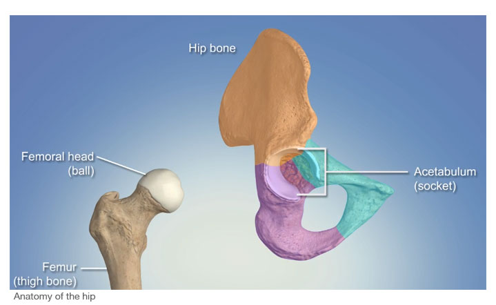 anatomy of the hip a ball and socket joint with arthritis the hip becomes deformed restricting movement